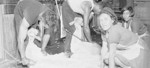 Two-men-shearing-sheep-while-girls-gather-wool